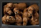 Puppies in a bin